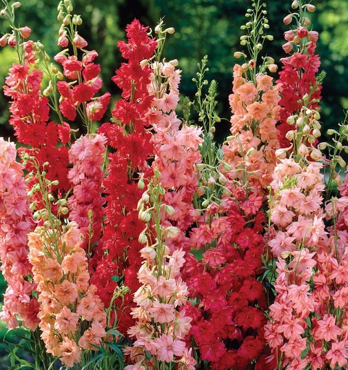 Red delphinium seed